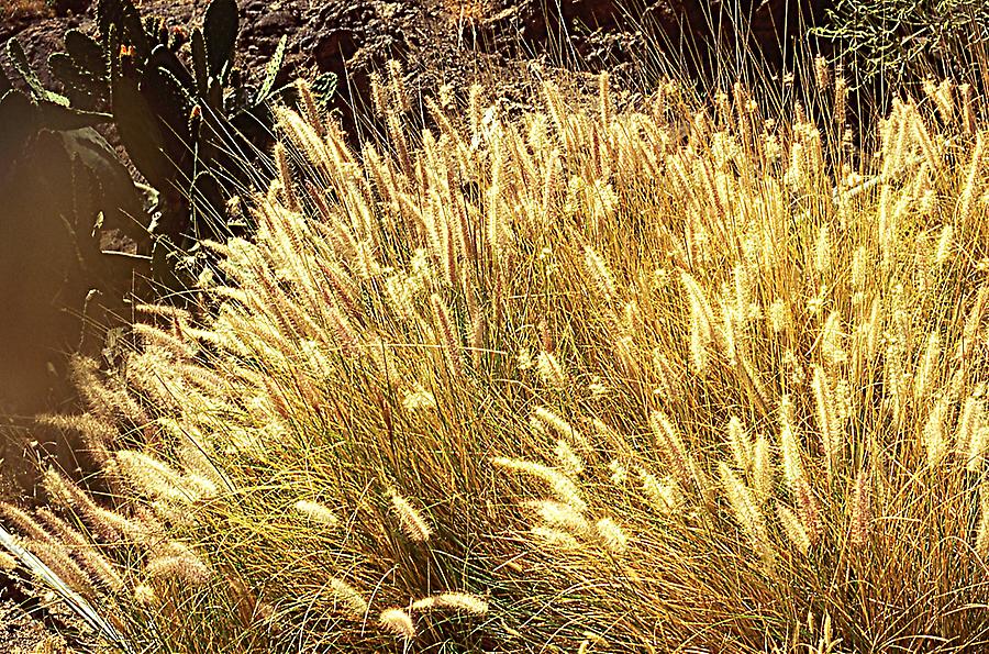 Grass Tenerife Pictures Spain in GlobalGeography